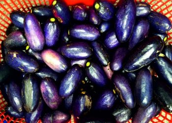 Benefits of African pear (Dacryodes Edulis)