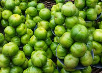 Garden Egg: The health benefits of this plant are incredible