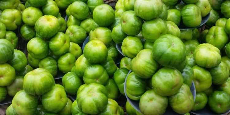 Garden Egg: The health benefits of this plant are incredible