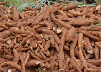 Cassava Growers’ Association allay fears of cassava shortage in 2021
