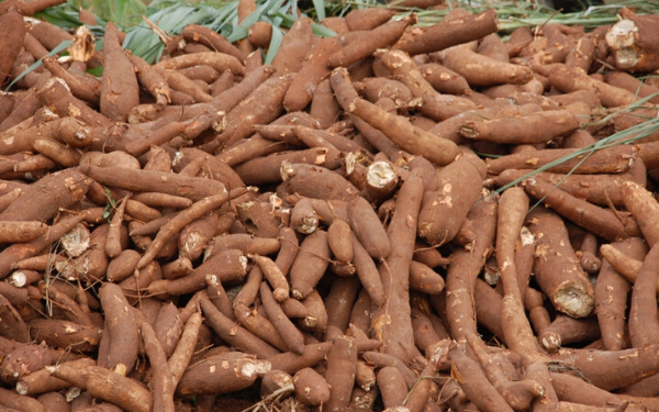 Cassava Growers’ Association allay fears of cassava shortage in 2021