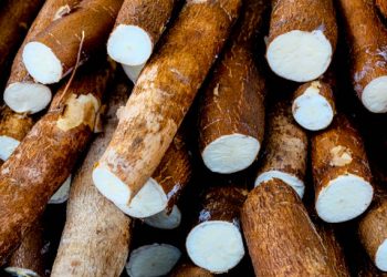 CBN intervention in cassava production