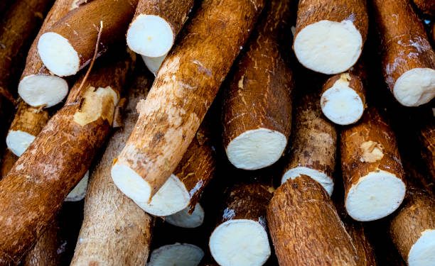 CBN intervention in cassava production