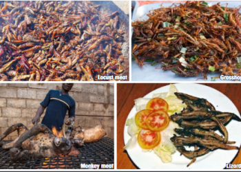 15 unconventional foods Nigerians eat