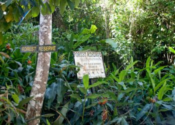 Community applauds Anambra govt for release of forest reserve