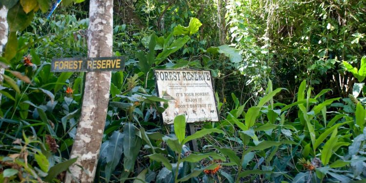 Community applauds Anambra govt for release of forest reserve