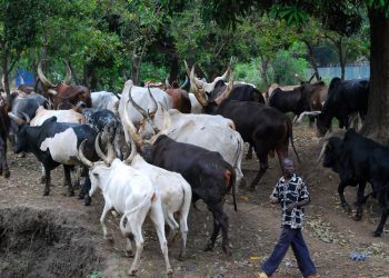 Zamfara police arrest vigilantes for allegedly killing herdsman
