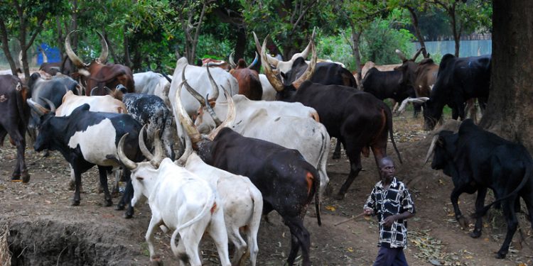 Zamfara police arrest vigilantes for allegedly killing herdsman