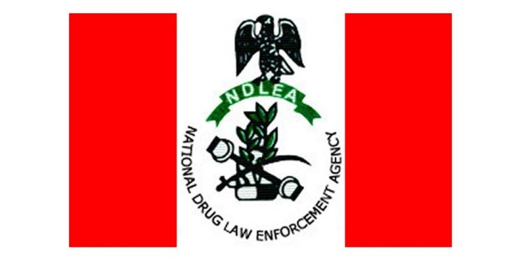 Govt appointees, security agents, undergraduates to undergo drug test – NDLEA Boss