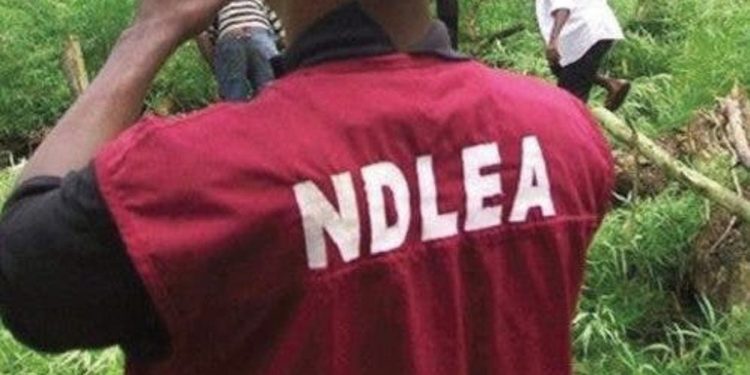 Anambra NDLEA seeks partnership to tackle illicit drug trafficking