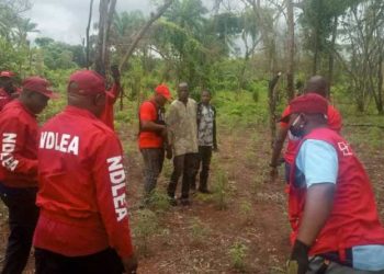 NDLEA raids Edo forest, seizes N1.4bn worth of cannabis