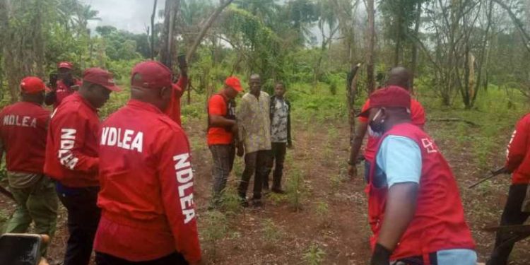 NDLEA raids Edo forest, seizes N1.4bn worth of cannabis