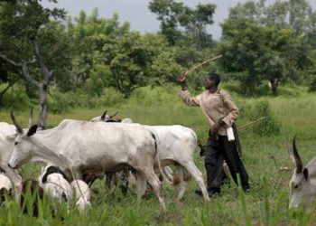 Abia condemns open grazing