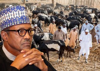 Herders’ distraction, FG’s  body language, recipe for war