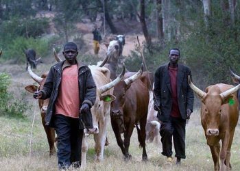 Majority of cattle herders have no experience of mechanized grazing – Miyetti Allah