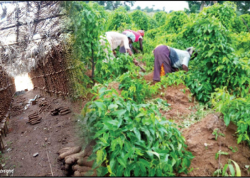Food Security: Need to embrace  active farming in Igboland