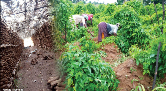 Food Security: Need to embrace active farming in Igboland