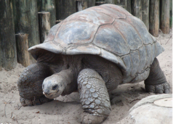 Place of tortoise  in Igbo mythology