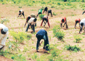 FG to boost ginger farming in Abia, others