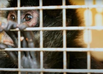 Rescued Spider Monkey Troop Released Into The Wild | Jungle Animal Hospital | BBC Earth (VIDEO)