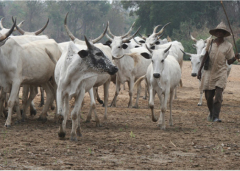 Can’t Ndigbo do without cows?