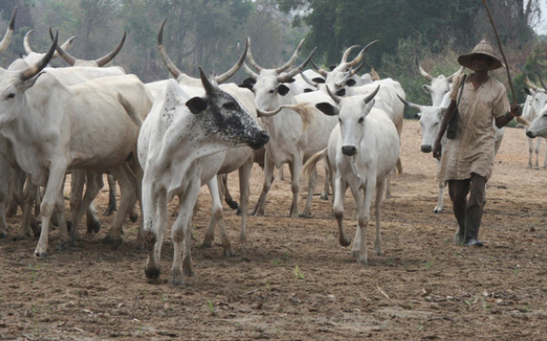 Can’t Ndigbo do without cows?
