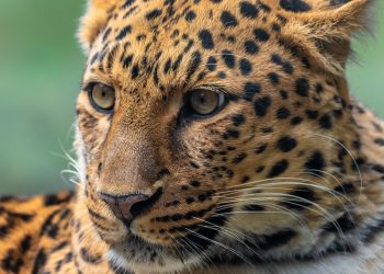 Ebube agu: A fearsome leopard or a frightened cat?