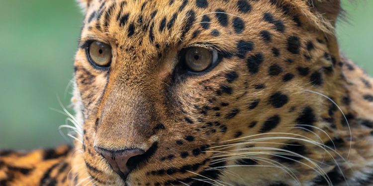 Ebube agu: A fearsome leopard or a frightened cat?