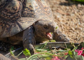 Echos of culture: The tortoise and his crafty prowess (2)
