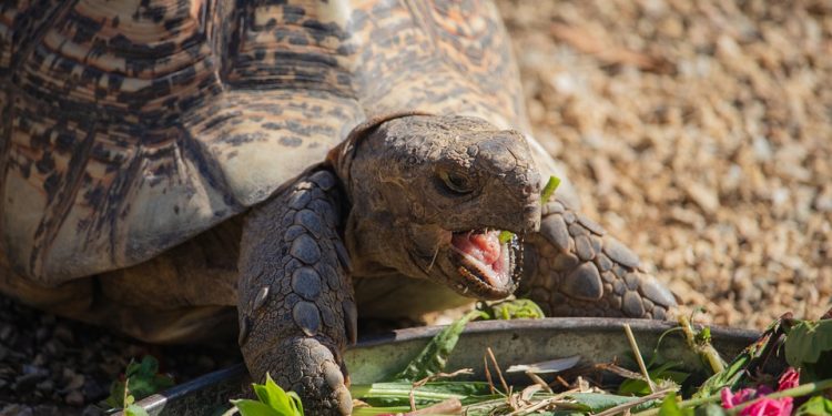 Echos of culture: The tortoise and his crafty prowess (2)