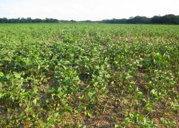 Govt’s ineffective use of land  for agriculture, housing and  industrial development
