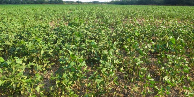 Govt’s ineffective use of land for agriculture, housing and industrial development