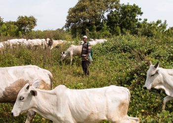 AGF cautions Southern region governors against ban on open grazing