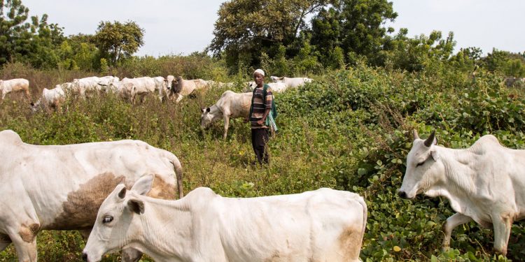 AGF cautions Southern region governors against ban on open grazing