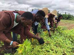 Youths urged to embrace farming not white collar jobs