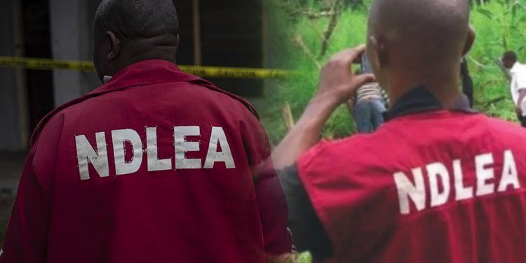 NDLEA arrests drug kingpin, recovers 548,000 tramadol tablets