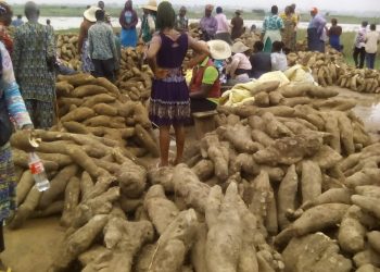 New yam floods Anambra market despite high cost in price