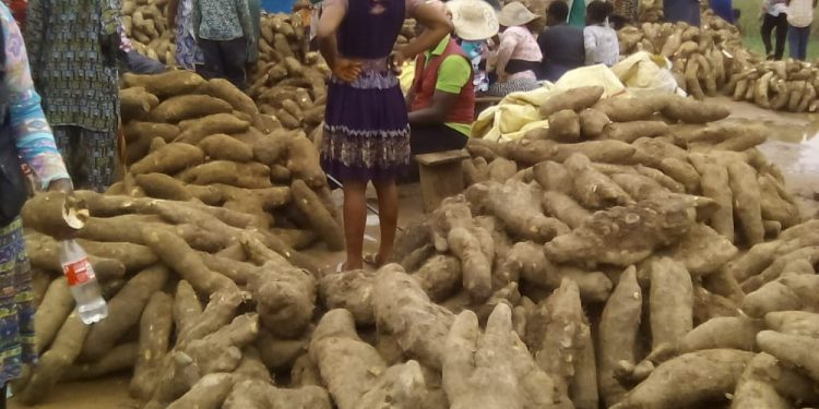 New yam floods Anambra market despite high cost in price
