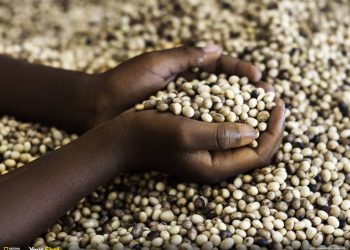 World Food Day 2021: Foundation for Livelihood Advancement trains 300 farmers, households on biofortified foods, crops