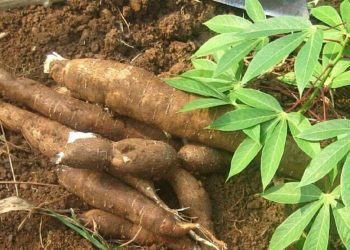 Cassava not responsible for diabetes, goiter – Okafor