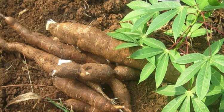 Cassava not responsible for diabetes, goiter – Okafor
