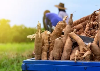 FG trains Abia cassava farmers on increased production