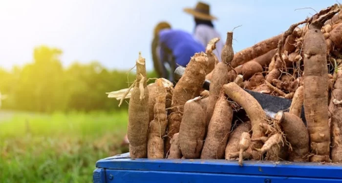FG trains Abia cassava farmers on increased production
