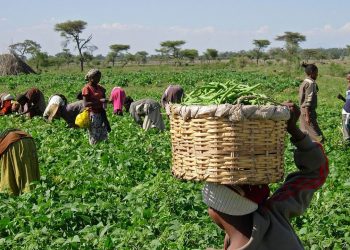 NDE trains 50 persons on improved food security in Anambra