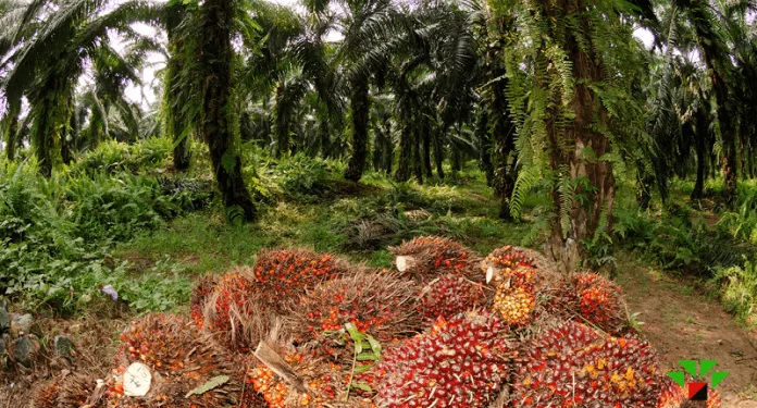 Roche Group, host communities laud Imo Govt over N350b investment in Adapalm