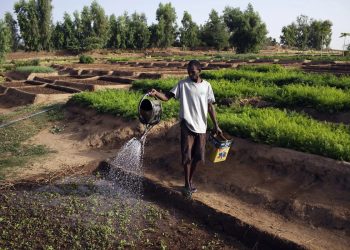 X-raying Agro policies in Nigeria: Success and failures