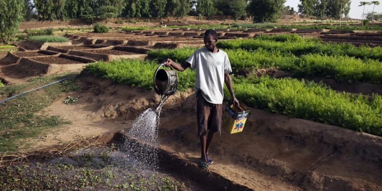 X-raying Agro policies in Nigeria: Success and failures