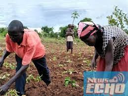 Increase awareness of Biofortified with Vitamin A crops – Group tells NGOs, CSOs