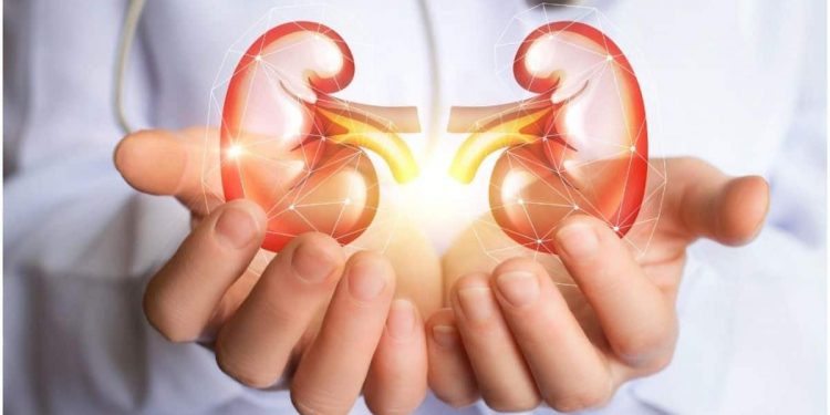 World kidney Day: keep your kidneys healthy – physician