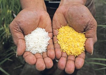 Nutrition: Embrace Biofortified with Vitamin A crops – Group tells NGOs, CSOs